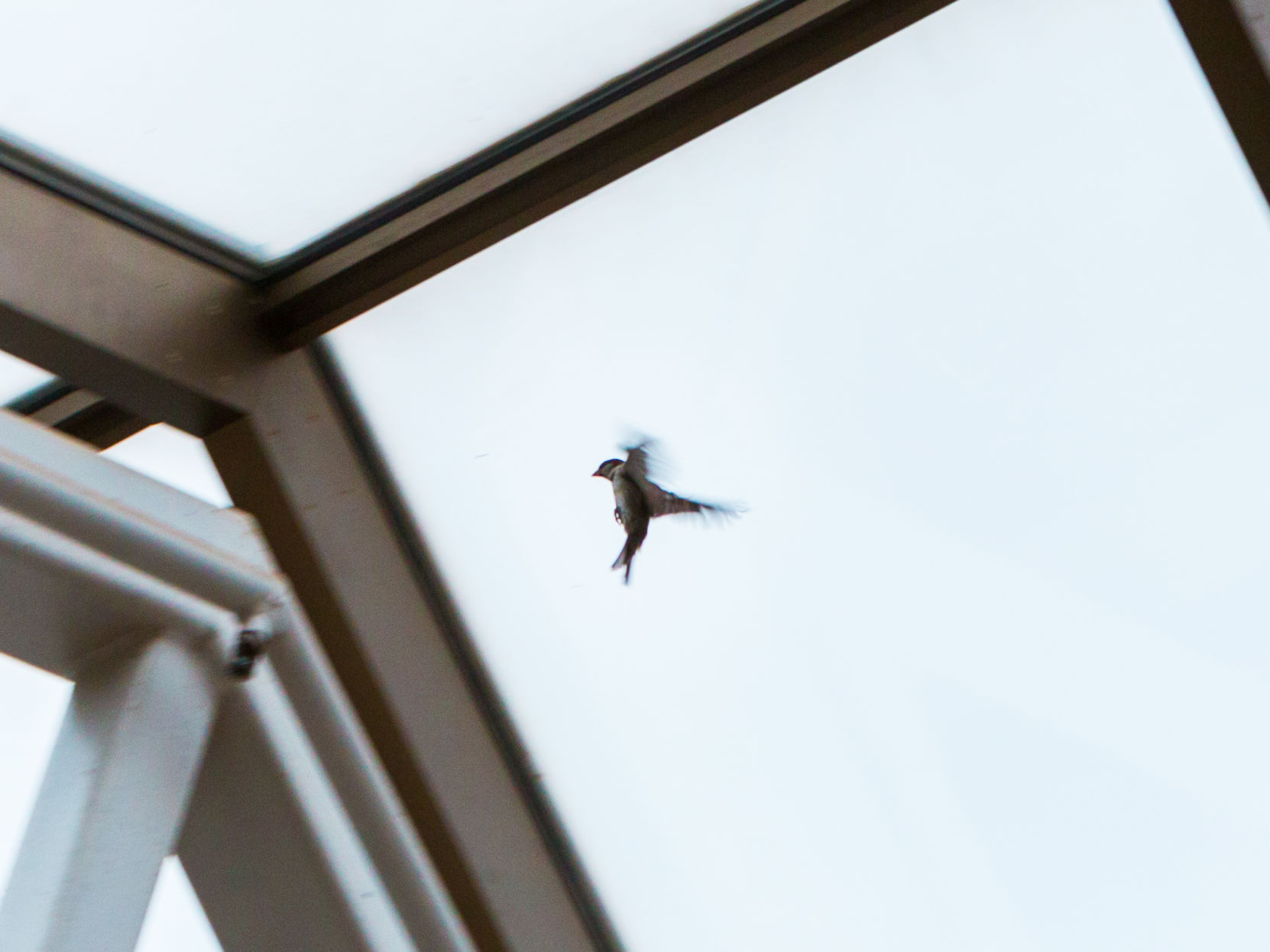 UCC Bird Photo